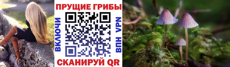 Псилоцибиновые грибы Psilocybe  Южно-Сухокумск 